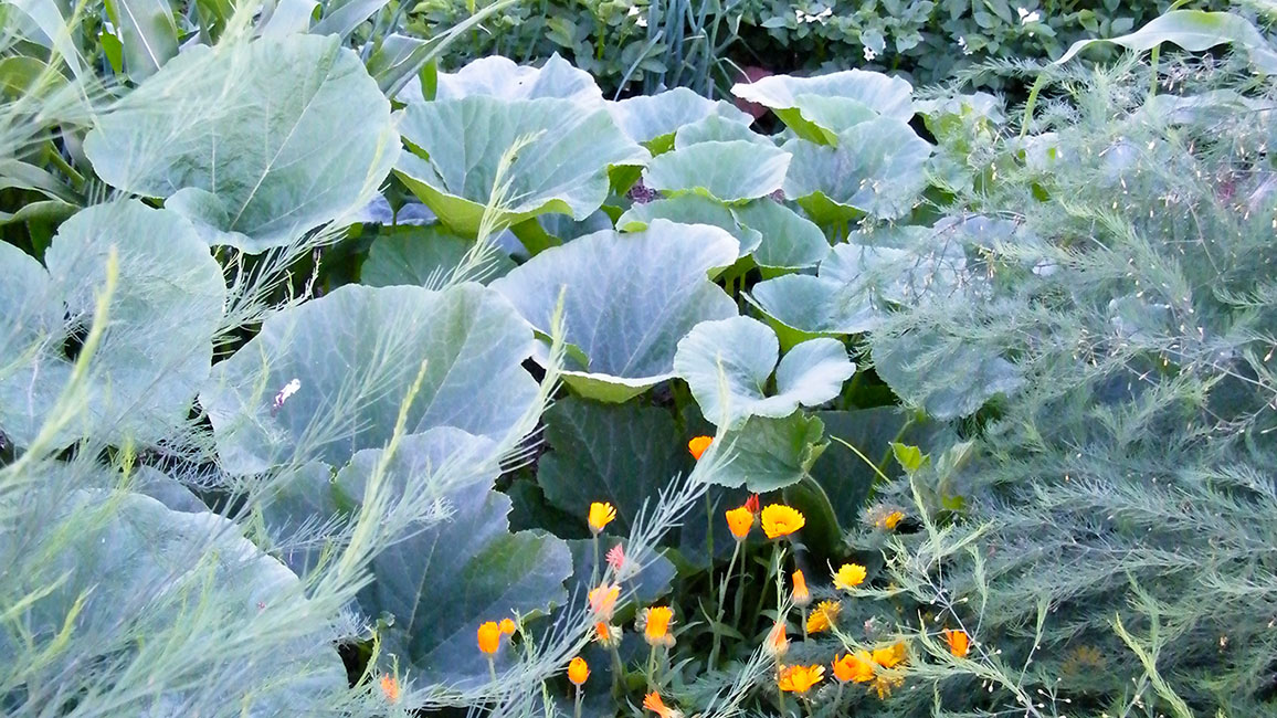 Pflanzenvielfalt im Garten