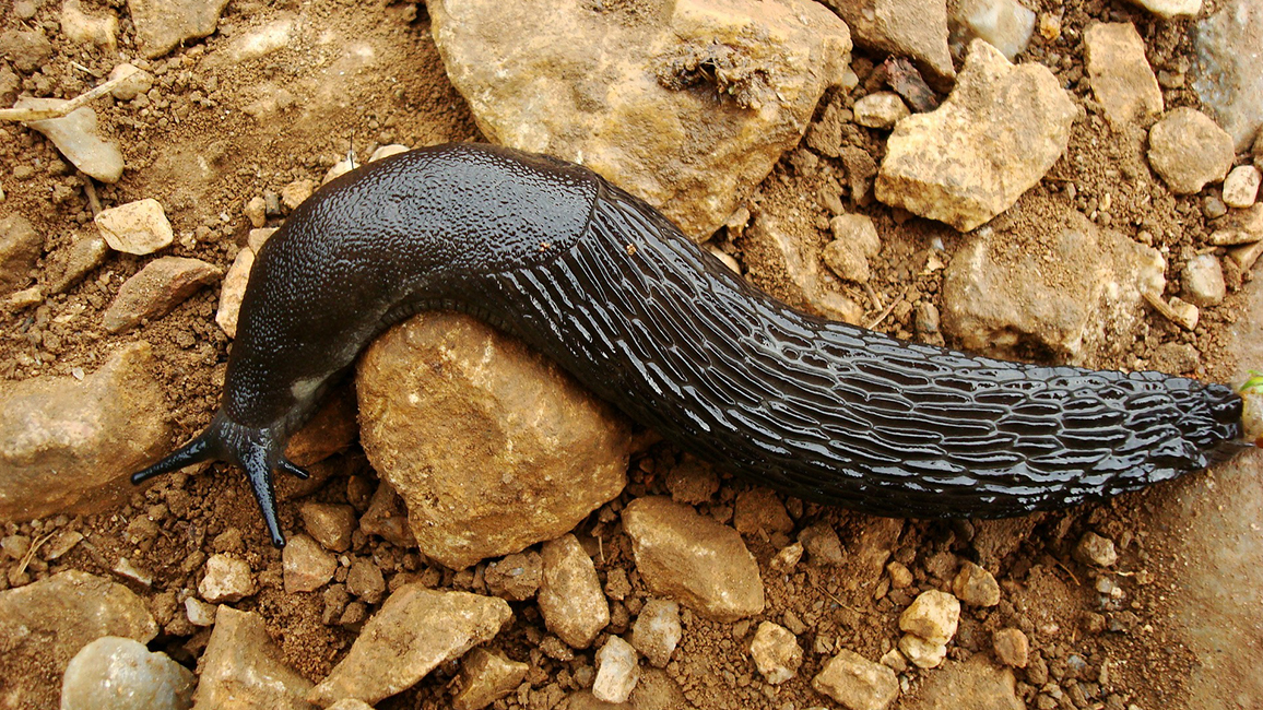 Foto von einer Nacktschnecke