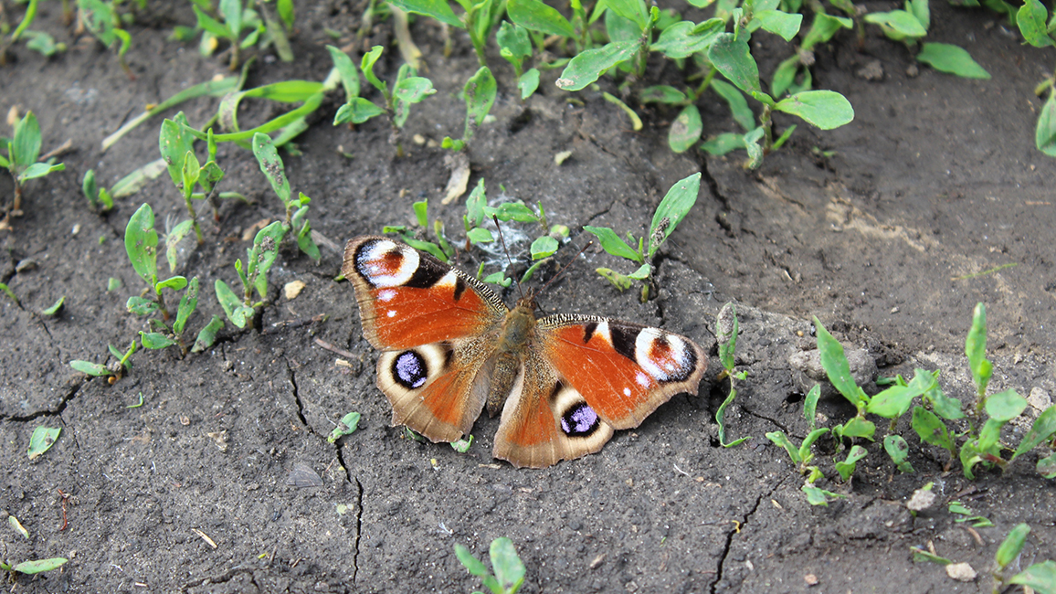 Foto von einem Schmetterling