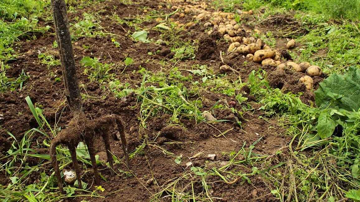Foto von einem Feld mit Gartenhacke
