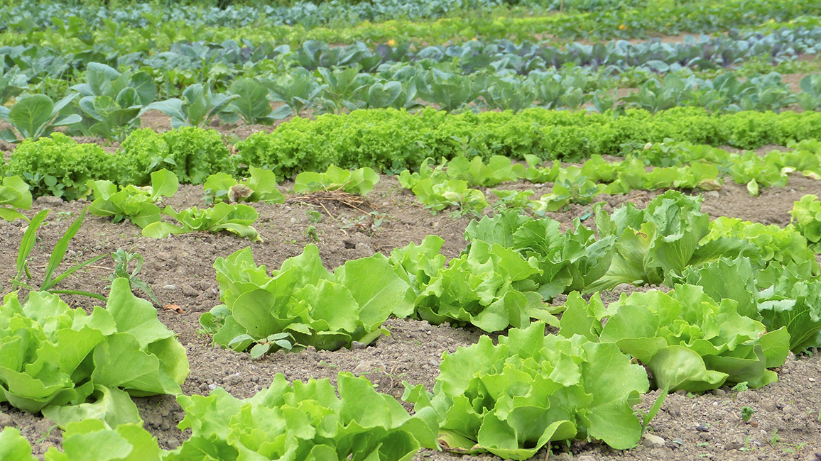 Foto von einem Salatfeld
