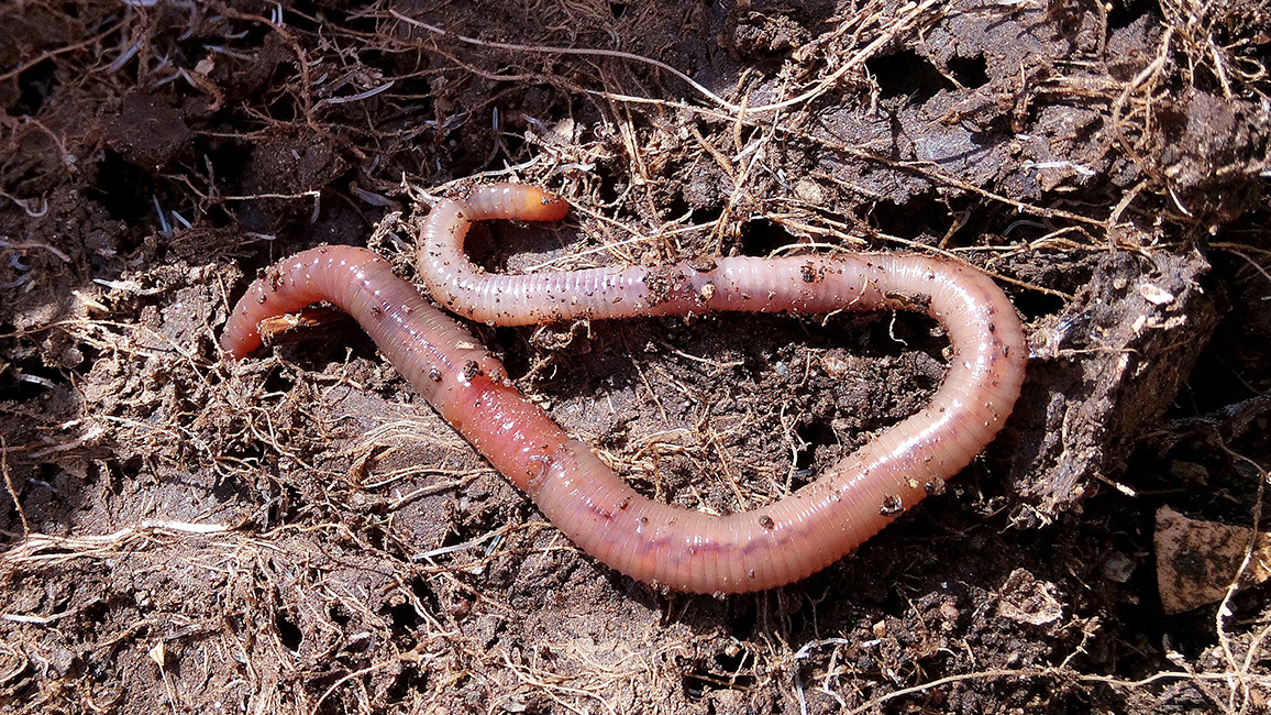 Foto vom einem Wurm